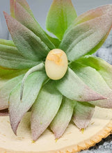 Load image into Gallery viewer, Sterling Silver 18x13 Oval Keepsake Ring